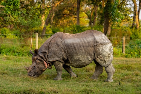 Best Time to Visit Sauraha & Chitwan: A Complete Seasonal Guide (2026)