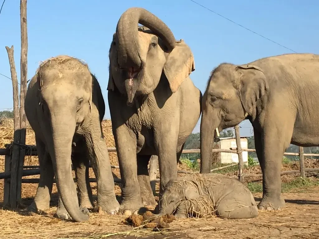 Elephant Care Nepal — Activities near Chitwan National Park, Sauraha (2 of 2)