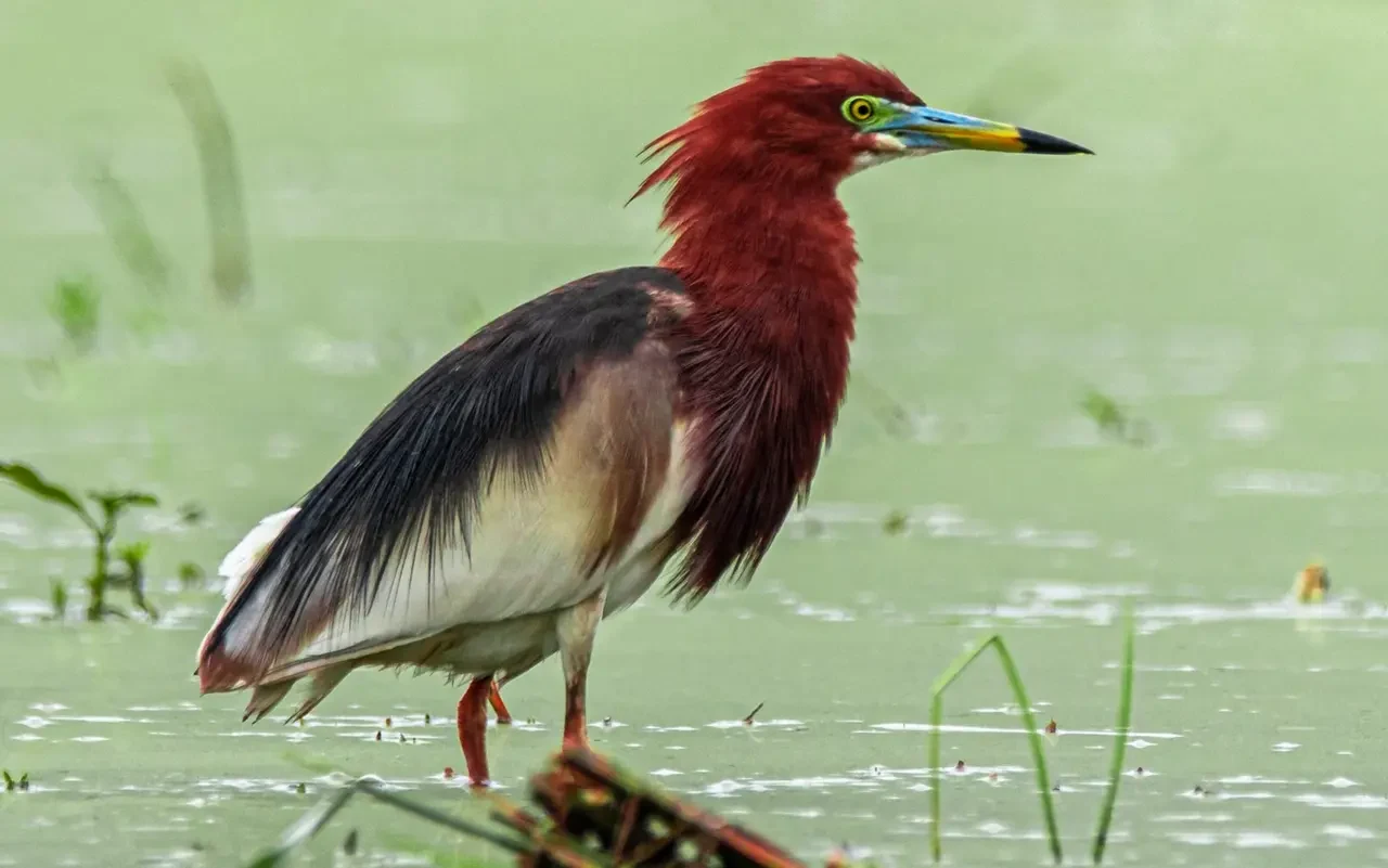 Florican Jungle Tour — Tour Guides near Chitwan National Park, Sauraha (4 of 5)