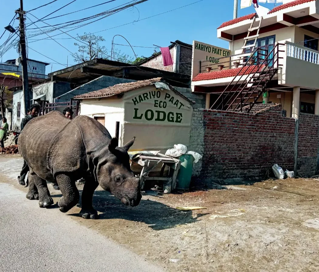 HARIYO PAAT ECO LODGE — Stay near Chitwan National Park, Sauraha