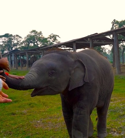 Elephant Breeding Center