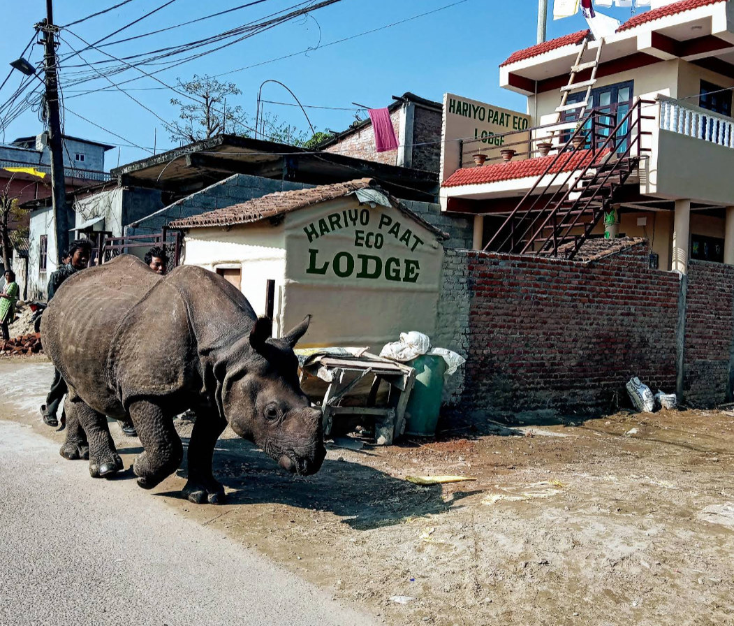 HARIYO PAAT ECO LODGE